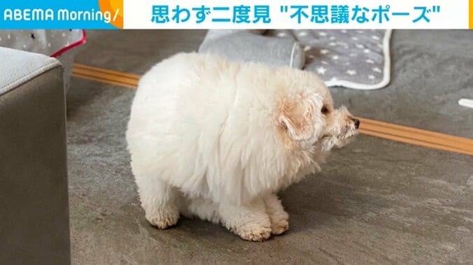 愛犬が“短くて四角イーヌ”に、一瞬を捉えた1枚が話題 「謎の生物感…」 1枚目