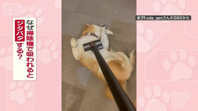 なぜ掃除機で吸われると脚をジタバタする？