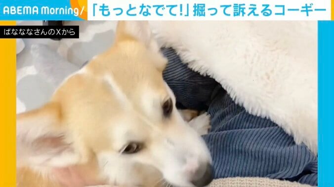 コーギーのあんずちゃん