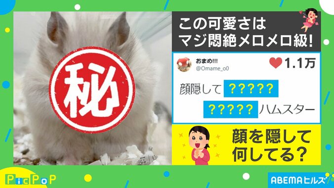 令和ギャルハムスター!? 顔を隠して“ピース”する姿に「小さなお手々がたまらない」「可愛すぎる!!」と反響続々 1枚目