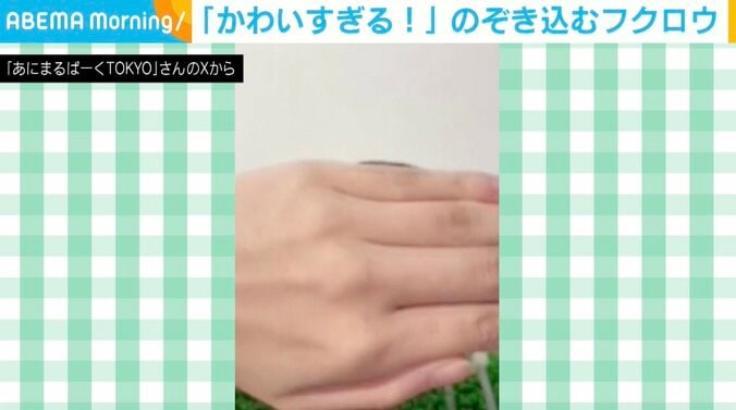 キンメフクロウのもかくん