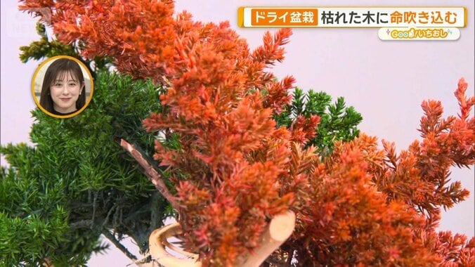 世界のブランドを魅了「ドライ盆栽」　和の美が暮らしと世界をつなぐ 1枚目