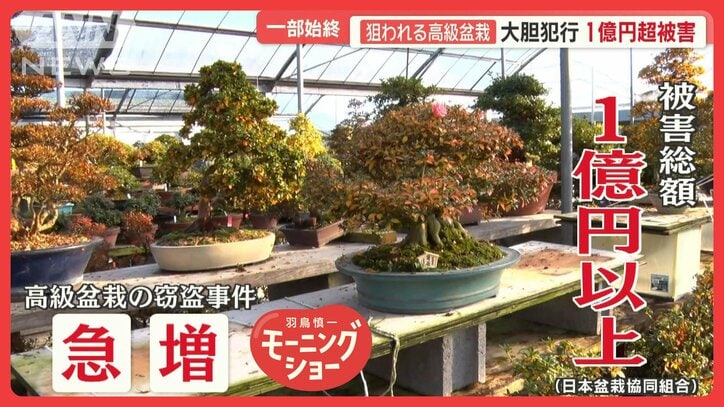 被害総額1億円超　狙われる「高級盆栽」　高額“身代金”要求も　大胆犯行の一部始終