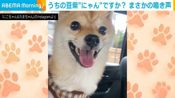 豆柴のたまちゃん