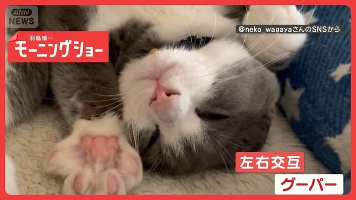 とてもキュート!前脚グーパーするネコちゃん 夢の中でもしちゃうニャン なぜ?
