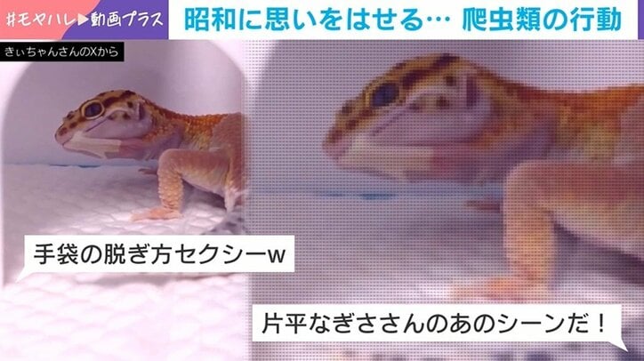 ヒョウモントカゲモドキの脱皮姿