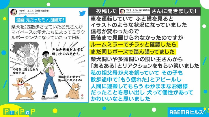 2匹の柴犬に“振り回される男性”を描いた秀逸イラスト 奇跡のようなポージングも「まじでコレ」「私の場合は大の字」共感の嵐