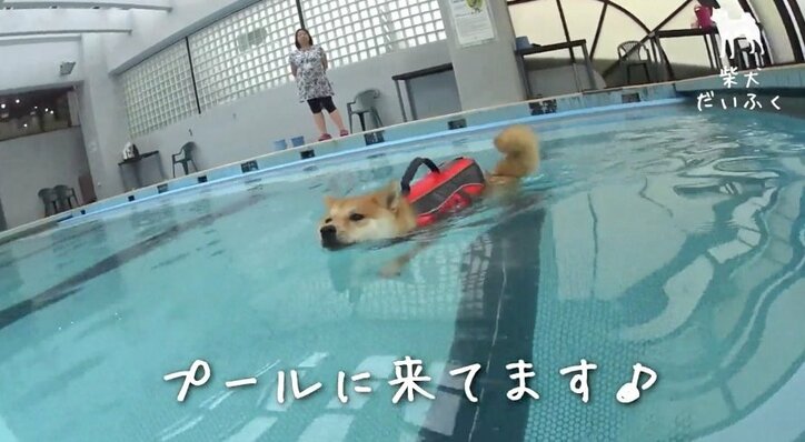 インスタで毎日1万“いいね”! イケメン柴犬「だいふく」の日々を放送 初の写真集も発売決定