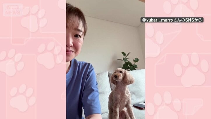 飼い主を見つめる