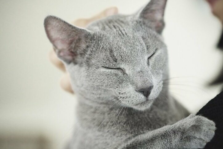 沢尻エリカが体当たりでこじらせアラサー女性を熱演!『猫は抱くもの』予告編映像が解禁