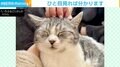 頭を撫でられて“幸せそうな表情”を見せる猫 甘えん坊な一面に「笑ってる」「いい顔してる」の声