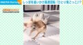 チワワのひとり鬼ごっこ!? 高速回転でしっぽを追いかける“笑撃的”な行動に飼い主びっくり