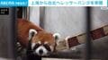 上海から台北へ レッサーパンダ寄贈