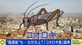 「コオロギ食」なぜ炎上 “給食提供”は早すぎた？ 専門家「被害者はいないのに…」