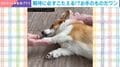 「健気やなぁ〜」ウトウト眠そうなコーギー どんな時でも必ず“お手”する姿に「素直でかわいい」「虚無のお手w」などの声