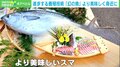 幻の魚「スマ」を身近に…研究チームの努力「養殖技術で高品質を」