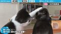 理不尽すぎるネコの行動がネットで話題「踏んだり蹴ったりですね」