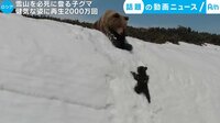話題の動画ニュース - 雪山を必死に登る子グマ 健気な姿に2000万回再生(14日配信) | 動画視聴は【Abemaビデオ(AbemaTV)】