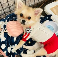 ココリコ遠藤嫁『犬の気持ち』