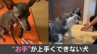 【映像】「おバカっぽくて可愛い」と話題のお手