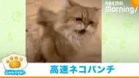 【映像】きみの毛だよ?毛玉に高速猫パンチ&威嚇 ビビりな猫の“激おこ”シーン