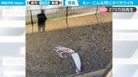 「えっ、なんで？」小さな河口に巨大なダイオウイカが漂着 衝撃映像が270万回再生 