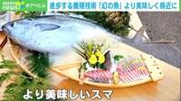 【映像】見た目は小さなマグロ？幻の魚「スマ」とは