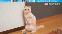 【映像】猫を驚かせた犬の「変な歩き方」