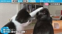 理不尽すぎるネコの行動がネットで話題「踏んだり蹴ったりですね」