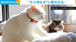 猫たちがまどろむ中に“モミ神さま”降臨 しなやかな動きと穏やかな表情に「尊い」「ありがたや」と反響