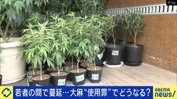 なぜ今「大麻使用罪」導入？増える若者の乱用も日本の生涯経験率は1.4％ 罰則追加の意味と時代のトレンドは