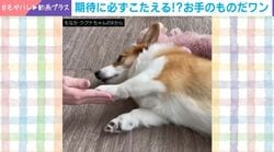 「健気やなぁ〜」ウトウト眠そうなコーギー どんな時でも必ず“お手”する姿に「素直でかわいい」「虚無のお手w」などの声