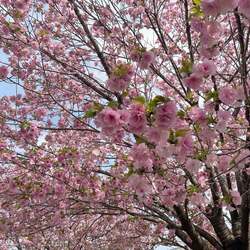 「腹はくくって今日は来ましたが」 料理研究家、180分かかり疲労困憊だった歯科治療