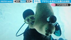 水槽掃除の小脇に愛嬌たっぷりのアザラシ 「つい割り込んでくる感じが可愛いw」と話題
