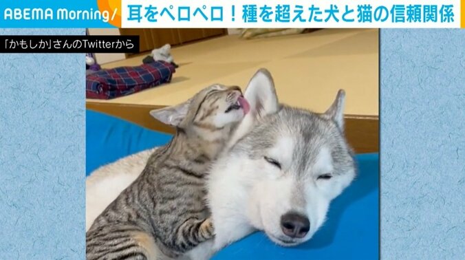 耳をペロペロする猫、それを受け入れる犬 親子のような2匹に「どっちも幸せそう」の声 1枚目