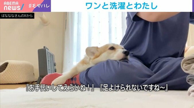 コーギーのあんずちゃん