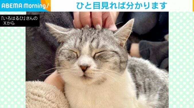 マンチカンのはるひくん