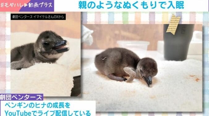 ペンギンの加藤くん