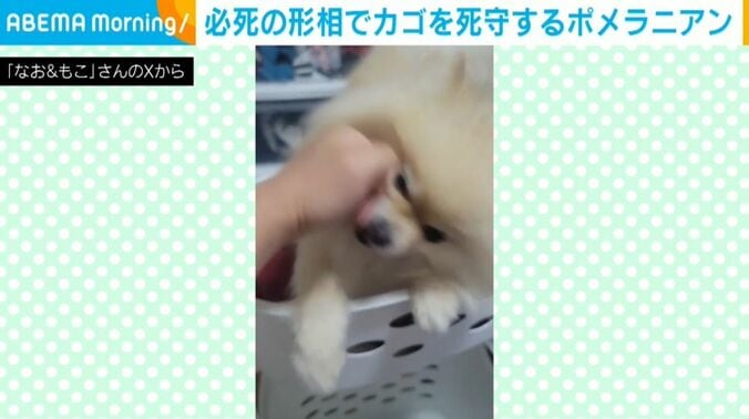 もこちゃん