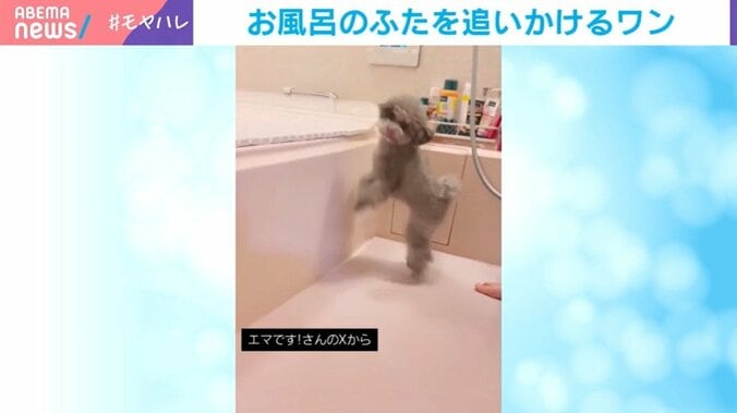 トイ・プードルのエマちゃん