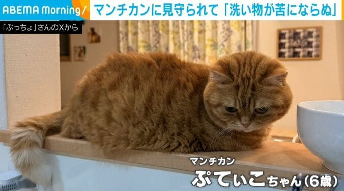 マンチカンのぷてぃこちゃん
