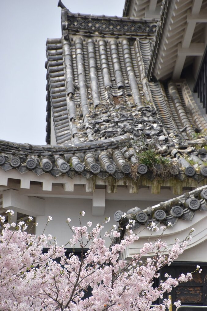 総工費600億円以上、工期20年…　地震から１年、前代未聞の大修復が始まる熊本城を取材 14枚目