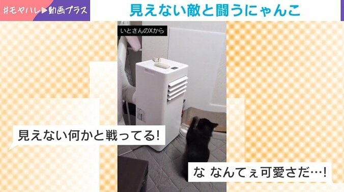 保護猫・くまちゃん