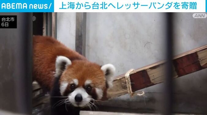 レッサーパンダ