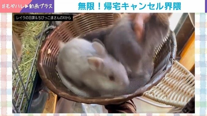 うさぎの赤ちゃんたち