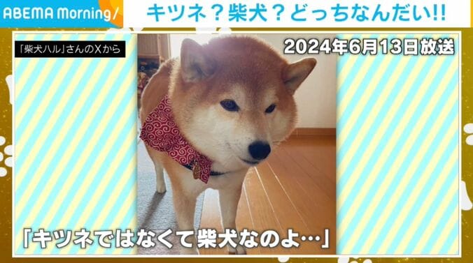 柴犬のハルちゃん