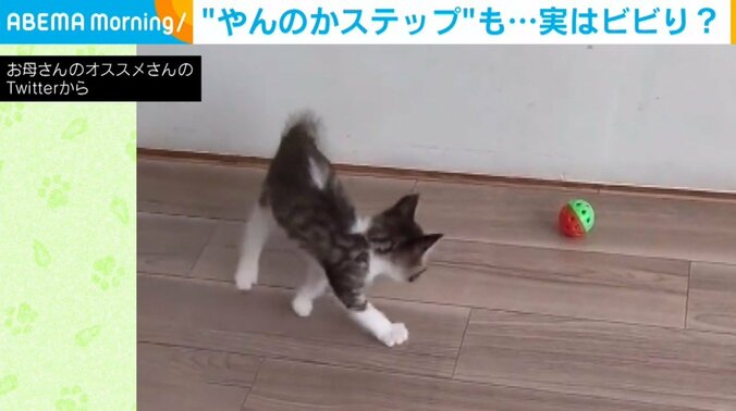 きょうだいのピンチに登場した子猫! 「やんのかステップ」で威嚇するも…ビビリな姿に投稿者もほっこり 1枚目