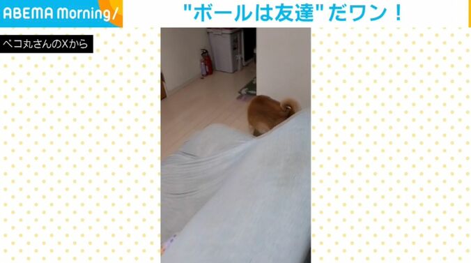 柴犬の茶々丸くん