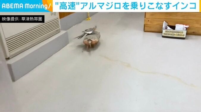 アルマジロの「むっちゃん」とオカメインコの「チエちゃん」