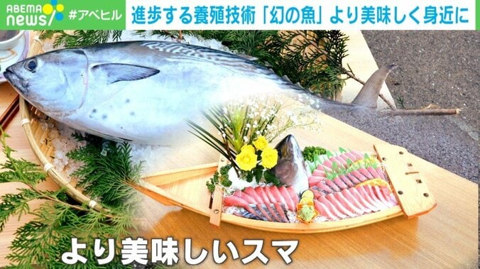 幻の魚「スマ」を身近に…研究チームの努力「養殖技術で高品質を」 1枚目